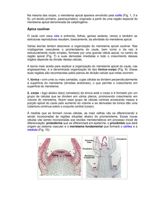 Na maioria das raízes, o meristema apical aparece envolvido pela coifa (Fig. 1, 3 e
8), um tecido primário, parenquimático, originado a partir de uma região especial do
meristema apical denominada de caliptrogênio.

Ápice caulinar
O caule com seus nós e entrenós, folhas, gemas axilares, ramos e também as
estruturas reprodutivas resultam, basicamente, da atividade do meristema apical.
Várias teorias tentam descrever a organização do meristema apical caulinar. Nas
criptógamas vasculares o promeristema do caule, bem como o da raiz é
estruturalmente muito simples, formado por uma grande célula apical, no centro da
região apical (Fig. 7) e suas derivadas imediatas e todo o crescimento desses
órgãos depende da divisão destas células.
A teoria mais aceita para explicar a organização do meristema apical do caule, nas
angiospermas, é a denominada organização do tipo túnica–corpo (Fig. 9). Essas
duas regiões são reconhecidas pelos planos de divisão celular que nelas ocorrem.
1. túnica - com uma ou mais camadas, cujas células se dividem perpendicularmente
à superfície do meristema (divisões anticlinais), o que permite o crescimento em
superfície do meristema.
2. corpo - logo abaixo da(s) camada(s) da túnica está o corpo e é formado por um
grupo de células que se dividem em vários planos, promovendo crescimento em
volume do meristema. Assim esse grupo de células centrais acrescenta massa à
porção apical do caule pelo aumento do volume e as derivadas da túnica dão uma
cobertura contínua sobre o conjunto central (corpo).
À medida que se formam novas células, as mais velhas vão se diferenciando e
sendo incorporadas às regiões situadas abaixo do promeristema. Essas novas
células vão sendo incorporadas aos tecidos meristemáticos em processo inicial de
diferenciação: protoderme que se diferenciará em epiderme, o procâmbio que dará
origem ao sistema vascular e o meristema fundamental que formará o córtex e a
medula (Fig. 10).

 