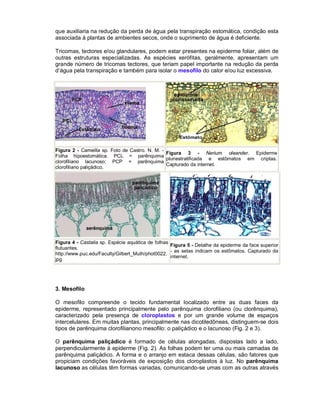 que auxiliaria na redução da perda de água pela transpiração estomática, condição esta
associada à plantas de ambientes secos, onde o suprimento de água é deficiente.
Tricomas, tectores e/ou glandulares, podem estar presentes na epiderme foliar, além de
outras estruturas especializadas. As espécies xerófitas, geralmente, apresentam um
grande número de tricomas tectores, que teriam papel importante na redução da perda
d’água pela transpiração e também para isolar o mesofilo do calor e/ou luz excessiva.

Figura 2 - Camellia sp. Foto de Castro. N. M. Figura 3 - Nerium oleander. Epiderme
Folha hipoestomática. PCL = parênquima
pluriestratificada e estômatos em criptas.
clorofiliano lacunoso; PCP = parênquima
Capturado da internet.
clorofiliano paliçádico.

Figura 4 - Castalia sp. Espécie aquática de folhas
Figura 5 - Detalhe da epiderme da face superior
flutuantes.
- as setas indicam os estômatos. Capturado da
http://www.puc.edu/Faculty/Gilbert_Muth/phot0022.
internet.
jpg

3. Mesofilo
O mesofilo compreende o tecido fundamental localizado entre as duas faces da
epiderme, representado principalmente pelo parênquima clorofiliano (ou clorênquima),
caracterizado pela presença de cloroplastos e por um grande volume de espaços
intercelulares. Em muitas plantas, principalmente nas dicotiledôneas, distinguem-se dois
tipos de parênquima clorofilianono mesofilo: o paliçádico e o lacunoso (Fig. 2 e 3).
O parênquima paliçádico é formado de células alongadas, dispostas lado a lado,
perpendicularmente à epiderme (Fig. 2). As folhas podem ter uma ou mais camadas de
parênquima paliçádico. A forma e o arranjo em estaca dessas células, são fatores que
propiciam condições favoráveis de exposição dos cloroplastos à luz. No parênquima
lacunoso as células têm formas variadas, comunicando-se umas com as outras através

 