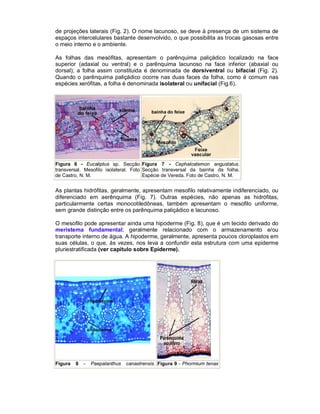 de projeções laterais (Fig. 2). O nome lacunoso, se deve à presença de um sistema de
espaços intercelulares bastante desenvolvido, o que possibilita as trocas gasosas entre
o meio interno e o ambiente.
As folhas das mesófitas, apresentam o parênquima paliçádico localizado na face
superior (adaxial ou ventral) e o parênquima lacunoso na face inferior (abaxial ou
dorsal); a folha assim constituida é denominada de dorsiventral ou bifacial (Fig. 2).
Quando o parênquima paliçádico ocorre nas duas faces da folha, como é comum nas
espécies xerófitas, a folha é denominada isolateral ou unifacial (Fig.6).

Figura 6 - Eucaliptus sp. Secção Figura 7 - Cephalostemon angustatus.
transversal. Mesofilo isolateral. Foto Secção transversal da bainha da folha.
de Castro, N. M.
Espécie de Vereda. Foto de Castro, N. M.

As plantas hidrófitas, geralmente, apresentam mesofilo relativamente indiferenciado, ou
diferenciado em aerênquima (Fig. 7). Outras espécies, não apenas as hidrófitas,
particularmente certas monocotiledôneas, também apresentam o mesofilo uniforme,
sem grande distinção entre os parênquima paliçádico e lacunoso.
O mesofilo pode apresentar ainda uma hipoderme (Fig. 8), que é um tecido derivado do
meristema fundamental; geralmente relacionado com o armazenamento e/ou
transporte interno de água. A hipoderme, geralmente, apresenta poucos cloroplastos em
suas células, o que, às vezes, nos leva a confundir esta estrutura com uma epiderme
pluriestratificada (ver capítulo sobre Epiderme).

Figura

8

-

Paepalanthus

canastrensis. Figura 9 - Phormium tenax

 