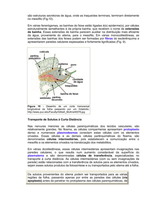 são estruturas secretoras de água, onde as traqueídes terminais, terminam diretamente
no mesofilo (Fig.10).
Em várias fanerógamas, as bainhas do feixe estão ligadas à(s) epiderme(s), por células
estruturalmente semelhantes à da própria bainha, que recebem o nome de extensões
da bainha, Essas extensões de bainha parecem auxiliar na distribuição mais eficiente
da água, proveniente do xilema, para o mesofilo. Em várias monocotiledôneas, as
extensões das bainhas dos feixes podem ser formadas por fibras do esclerênquima e
apresentarem paredes celulares espessadas e fortemente lignificadas (Fig. 9).

Figura 10 - Desenho de um corte transversal
longitudinal da folha passando por um hidatódio.
http://www.puc.edu/Faculty/Gilbert_Muth/art0078.jpg

Transporte de Solutos à Curta Distância
Nas nervuras menores as células parenquimáticas dos tecidos vasculares, são
relativamente grandes. No floema, as células companheiras apresentam protoplasto
denso e numerosos plasmodesmas conectam estas células com os elementos
crivados. Essas células e as demais células parênquimáticas do floema, são
denominadas células intermediárias, pois estabelecem a comunicação entre o
mesofilo e os elementos crivados na translocação dos metabólitos.
Em várias dicotiledôneas, essas células intermediárias apresentam invaginações nas
paredes celulares, o que resulta num aumento considerável da superfície do
plasmalema e são denominadas células de transferência, especializadas no
transporte à curta distância. As células intermediárias (com ou sem invaginações da
parede) estão relacionadas com a transferência de solutos para os elementos crivados,
sejam esses solutos produtos da fotossíntese e ou transportados pelo xilema até a folha.
Os solutos provenientes do xilema podem ser transportados para as várias
regiões da folha, passando apenas por entre as paredes das células (via
apoplasto) antes de penetrar no protoplasma das células parenquimáticas, de

 