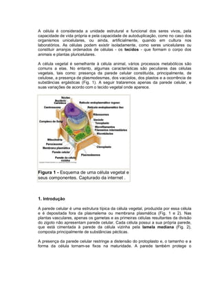 A célula é considerada a unidade estrutural e funcional dos seres vivos, pela
capacidade de vida própria e pela capacidade de autoduplicação, como no caso dos
organismos unicelulares, ou ainda, artificialmente, quando em cultura nos
laboratórios. As células podem existir isoladamente, como seres unicelulares ou
constituir arranjos ordenados de células - os tecidos - que formam o corpo dos
animais e plantas pluricelulares.
A célula vegetal é semelhante à célula animal, vários processos metabólicos são
comuns a elas. No entanto, algumas características são peculiares das células
vegetais, tais como: presença da parede celular constituída, principalmente, de
celulose, a presença de plasmodesmas, dos vacúolos, dos plastos e a ocorrência de
substâncias ergásticas (Fig. 1). A seguir trataremos apenas da parede celular, e
suas variações de acordo com o tecido vegetal onde aparece.

Figura 1 - Esquema de uma célula vegetal e
seus componentes. Capturado da internet .

1. Introdução
A parede celular é uma estrutura típica da célula vegetal, produzida por essa célula
e é depositada fora da plasmalema ou membrana plasmática (Fig. 1 e 2). Nas
plantas vasculares, apenas os gametas e as primeiras células resultantes da divisão
do zigoto não apresentam parede celular. Cada célula possui a sua própria parede,
que está cimentada à parede da célula vizinha pela lamela mediana (Fig. 2),
composta principalmente de substâncias pécticas.
A presença da parede celular restringe a distensão do protoplasto e, o tamanho e a
forma da célula tornam-se fixos na maturidade. A parede também protege o

 