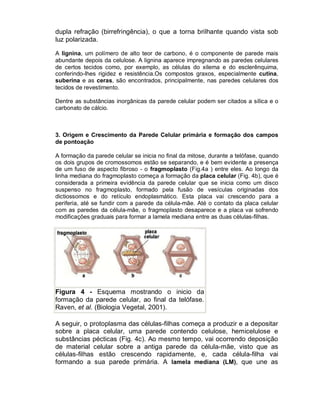 dupla refração (birrefringência), o que a torna brilhante quando vista sob
luz polarizada.
A lignina, um polímero de alto teor de carbono, é o componente de parede mais
abundante depois da celulose. A lignina aparece impregnando as paredes celulares
de certos tecidos como, por exemplo, as células do xilema e do esclerênquima,
conferindo-lhes rigidez e resistência.Os compostos graxos, especialmente cutina,
suberina e as ceras, são encontrados, principalmente, nas paredes celulares dos
tecidos de revestimento.
Dentre as substâncias inorgânicas da parede celular podem ser citados a sílica e o
carbonato de cálcio.

3. Origem e Crescimento da Parede Celular primária e formação dos campos
de pontoação
A formação da parede celular se inicia no final da mitose, durante a telófase, quando
os dois grupos de cromossomos estão se separando, e é bem evidente a presença
de um fuso de aspecto fibroso - o fragmoplasto (Fig.4a ) entre eles. Ao longo da
linha mediana do fragmoplasto começa a formação da placa celular (Fig. 4b), que é
considerada a primeira evidência da parede celular que se inicia como um disco
suspenso no fragmoplasto, formado pela fusão de vesículas originadas dos
dictiossomos e do retículo endoplasmático. Esta placa vai crescendo para a
periferia, até se fundir com a parede da célula-mãe. Até o contato da placa celular
com as paredes da célula-mãe, o fragmoplasto desaparece e a placa vai sofrendo
modificações graduais para formar a lamela mediana entre as duas células-filhas.

Figura 4 - Esquema mostrando o inicio da
formação da parede celular, ao final da telófase.
Raven, et al. (Biologia Vegetal, 2001).
A seguir, o protoplasma das células-filhas começa a produzir e a depositar
sobre a placa celular, uma parede contendo celulose, hemicelulose e
substâncias pécticas (Fig. 4c). Ao mesmo tempo, vai ocorrendo deposição
de material celular sobre a antiga parede da célula-mãe, visto que as
células-filhas estão crescendo rapidamente, e, cada célula-filha vai
formando a sua parede primária. A lamela mediana (LM), que une as

 