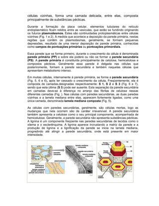 células vizinhas, forma uma camada delicada, entre elas, composta
principalmente de substâncias pécticas.
Durante a formação da placa celular, elementos tubulares do retículo
endoplasmático ficam retidos entre as vesículas, que estão se fundindo originando
os futuros plasmodesmos. Estes são continuidades protoplasmáticas entre células
vizinhas (Fig. 1 e 2). À medida que acontece a deposição da parede primária, nestas
regiões que contêm os plasmodesmas, geralmente, se formam pequenas
depressões, resultado de uma menor deposição de parede primária, conhecidas
como campos de pontoações primárias ou pontoações primordiais.
Essa parede que se forma primeiro, durante o crescimento da célula é denominada
parede primária (PP) e sobre ela poderá ou não se formar a parede secundária
(PS). A parede primária é constituída principalmente de celulose, hemicelulose e
compostos pécticos. Geralmente essa parede é delgada nas células que
posteriromente, formam a parede secundária e também naquelas células que
apresentam metabolismo intenso.
Em muitas células, internamente à parede primária, se forma a parede secundária
(Fig. 5, 6 e 6), após ter cessado o crescimento da célula. Freqüentemente, ela é
composta de camadas,designadas respectivamente: S 1, S 2 e S 3 (Fig. 6 e 7),
sendo que esta última (S 3) pode ser ausente. Esta separação da parede secundária
em camadas deve-se à diferença no arranjo das fibrilas de celulose nessas
diferentes camadas (Fig. ). Nas células com paredes secundárias, as duas paredes
vizinhas e a lamela mediana entre elas, aparecem fortemente ligadas, como uma
única camada, denominada lamela mediana composta (Fig. 5).
As células com paredes secundárias, geralmente, são células mortas, logo as
mudanças que nela ocorrem são de caráter irreversível. A parede secundária
também apresenta a celulose como o seu principal componente, acompanhada de
hemicelulose. Geralmente, a parede secundária não apresenta substâncias pécticas.
A lignina é um componente freqüente nas paredes secundárias de tecidos como o
xilema e o esclerênquima. A lignina aparece incrustando a matriz da parede e a
produção de lignina e a lignificação da parede se inicia na lamela mediana,
progredindo até atingir a parede secundária, onde está presente em maior
intensidade.

 