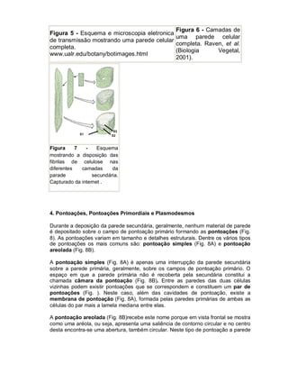 Figura 6 - Camadas de
Figura 5 - Esquema e microscopia eletronica
uma parede celular
de transmissão mostrando uma parede celular
completa. Raven, et al.
completa.
(Biologia
Vegetal,
www.ualr.edu/botany/botimages.html
2001).

Figura
7
Esquema
mostrando a disposição das
fibrilas de celulose nas
diferentes
camadas
da
parade
secundária.
Capturado da internet .

4. Pontoações, Pontoações Primordiais e Plasmodesmos
Durante a deposição da parede secundária, geralmente, nenhum material de parede
é depositado sobre o campo de pontoação primário formando as pontoações (Fig.
8). As pontoações variam em tamanho e detalhes estruturais. Dentre os vários tipos
de pontoações os mais comuns são: pontoação simples (Fig. 8A) e pontoação
areolada (Fig. 8B).
A pontoação simples (Fig. 8A) é apenas uma interrupção da parede secundária
sobre a parede primária, geralmente, sobre os campos de pontoação primário. O
espaço em que a parede primária não é recoberta pela secundária constitui a
chamada câmara da pontoação (Fig. 8B). Entre as paredes das duas células
vizinhas podem existir pontoações que se correspondem e constituem um par de
pontoações (Fig. ). Neste caso, além das cavidades de pontoação, existe a
membrana de pontoação (Fig. 8A), formada pelas paredes primárias de ambas as
células do par mais a lamela mediana entre elas.
A pontoação areolada (Fig. 8B)recebe este nome porque em vista frontal se mostra
como uma aréola, ou seja, apresenta uma saliência de contorno circular e no centro
desta encontra-se uma abertura, também circular. Neste tipo de pontoação a parede

 
