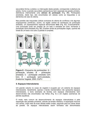 secundária forma a aréola e a interrupção desta parede, corresponde à abertura da
aréola. Como a parede secundária apresenta-se bem separada da parede primária,
delimita-se internamente uma câmara de pontoação (Fig. 8B). Pontoações
areoladas, deste tipo, são encontradas em células como as traqueídes e os
elementos de vaso do xilema.
Nas paredes das traqueídes (célula condutora do xilema de coníferas e de algumas
angiospermas primitivas), ocorre, na região central da membrana da pontoação
areolada, um espessamento especial denominado toro (Fig. 8C). Eventualmente,
uma pontuação pode ser simples de um lado e areolada de outro, formando a
pontoação semi-areolada (Fig. 8D). Existem ainda as pontoações cegas, quando ela
existe de um lado e do outro a parede é completa.

Figura 8 - Esquema de pontoações: A pontoação simples; B - pontoação
areolada; C - pontoação areolada com
toro; D - pontoação semi-areolada.
Anatomia Vegetal, 2003. EUFV
5. Espaços Intercelulares
Um grande volume no corpo do vegetal é ocupado por um sistema de espaços
intercelulares. Geralmente, apenas o tecido meristemático não apresenta espaços
intercelulares, e bons exemplos de tecidos com espaços intercelulares bem
desenvolvidos são encontrados nas folhas (Fig. 9) e em órgãos submersos de
plantas aquáticas.
O modo mais comum de desenvolvimento de espaços intercelulares é pela
separação das paredes primárias, através da lamela mediana. A separação inicia-se
nos cantos, onde mais de duas células estão unidas, seguindo para as outras áreas
da parede. Os espaços intercelulares assim formados são denominados

 