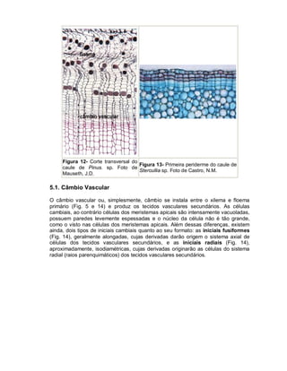 Figura 12- Corte transversal do
Figura 13- Primeira periderme do caule de
caule de Pinus. sp. Foto de
Stercullia sp. Foto de Castro, N.M.
Mauseth, J.D.

5.1. Câmbio Vascular
O câmbio vascular ou, simplesmente, câmbio se instala entre o xilema e floema
primário (Fig. 5 e 14) e produz os tecidos vasculares secundários. As células
cambiais, ao contrário células dos meristemas apicais são intensamente vacuoladas,
possuem paredes levemente espessadas e o núcleo da célula não é tão grande,
como o visto nas células dos meristemas apicais. Além dessas diferenças, existem
ainda, dois tipos de iniciais cambiais quanto ao seu formato: as iniciais fusiformes
(Fig. 14), geralmente alongadas, cujas derivadas darão origem o sistema axial de
células dos tecidos vasculares secundários, e as iniciais radiais (Fig. 14),
aproximadamente, isodiamétricas, cujas derivadas originarão as células do sistema
radial (raios parenquimáticos) dos tecidos vasculares secundários.

 