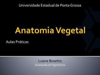 Aulas Práticas 
Luane Bosetto 
Graduanda em Agronomia 
Universidade Estadual de Ponta Grossa  