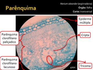 Neriumoleander(espirradeira) 
Órgão:folha 
Corte:transversal 
Epidermemúltipla 
Cripta 
Parênquimaclorofilianopaliçadico 
Tricoma 
400x 
Parênquimaclorofilianolacunoso  