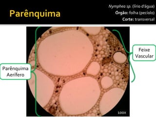 Nympheasp. (lírio d’água) 
Órgão:folha (pecíolo) 
Corte:transversal 
FeixeVascular 
100x 
ParênquimaAerífero  
