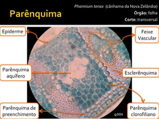 Phormiumtenax(cânhamo da Nova Zelândia) 
Órgão:folha 
Corte:transversal 
Esclerênquima 
FeixeVascular 
Epiderme 
Parênquimaclorofiliano 
400x 
Parênquimadepreenchimento 
Parênquimaaquífero  