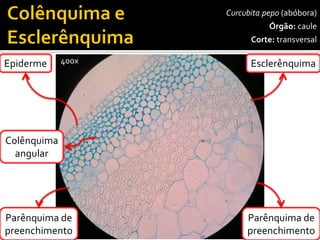 Curcubitapepo(abóbora) 
Órgão:caule 
Corte:transversal 
Esclerênquima 
Epiderme 
Parênquimadepreenchimento 
400x 
Colênquima 
angular 
Parênquimadepreenchimento  