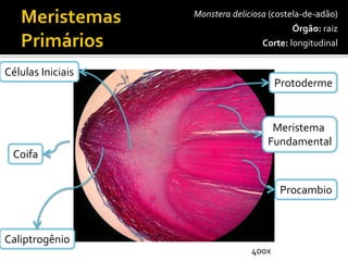 Coifa 
Células Iniciais 
Protoderme 
Meristema Fundamental 
Procambio 
Caliptrogênio 
Monsteradeliciosa (costela-de-adão) 
Órgão:raiz 
Corte:longitudinal 
400x  