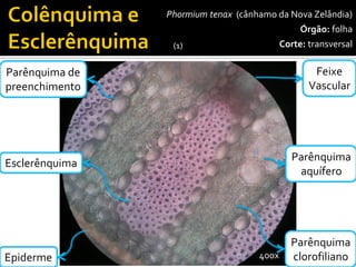 Parênquimadepreenchimento 
Phormiumtenax(cânhamo da Nova Zelândia) 
Órgão:folha 
Corte:transversal 
400x 
Esclerênquima 
FeixeVascular 
Epiderme 
Parênquimaclorofiliano 
Parênquimaaquífero 
(1)  