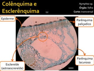 Nympheasp. 
Órgão:folha 
Corte:transversal 
Epiderme 
Parênquima 
lacunoso 
100x 
Esclereíde(astroescrereíde) 
Parênquima 
paliçadico 
(1)  