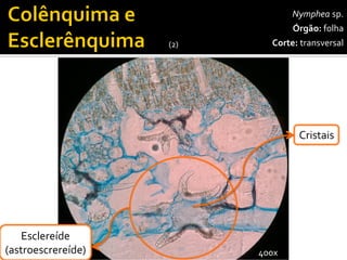 Nympheasp. 
Órgão:folha 
Corte:transversal 
Epiderme 
Parênquima 
lacunoso 
100x 
Esclereíde(astroescrereíde) 
Parênquima 
paliçadico 
400x 
Cristais 
(2)  