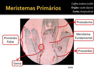 Coffeaarabica(café) 
Órgão:caule (ápice) 
Corte:longitudinal 
Protoderme 
Meristema Fundamental 
Procambio 
PrimórdioFoliar 
Gema 
100x  