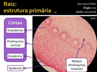 Zeamays(milho) 
Órgão:raiz 
Corte:transversal 
100x 
Epiderme 
Exoderme 
Parênquimacortical 
Endoderme 
Medula(Parênquimamedular) 
(1)  