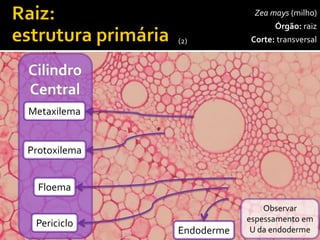 Zeamays(milho) 
Órgão:raiz 
Corte:transversal 
100x 
Epiderme 
Exoderme 
Parênquimacortical 
Endoderme 
Medula(Parênquimamedular) 
Endoderme 
Metaxilema 
Protoxilema 
Floema 
Observar espessamento em U da endoderme 
Periciclo 
(2)  