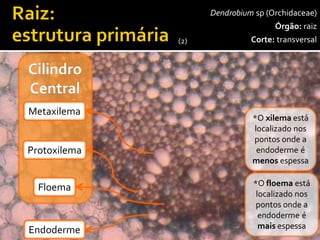 Dendrobiumsp(Orchidaceae) 
Órgão:raiz 
Corte:transversal 
Medula 
(Parênquima 
Medular) 
100x 
Epiderme 
pluriestratificada 
(velame) 
Exoderme 
Endoderme 
Parênquima 
cortical 
Endoderme 
Metaxilema 
Protoxilema 
Floema 
*O floemaestá localizado nos pontos onde a endoderme émaisespessa 
*O xilemaestá localizado nos pontos onde a endoderme é menosespessa 
(2)  