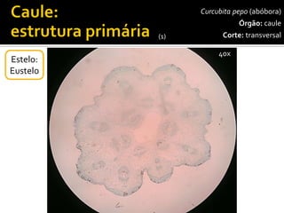 Estelo: 
Eustelo 
Curcubitapepo(abóbora) 
Órgão:caule 
Corte:transversal 
40x 
(1)  
