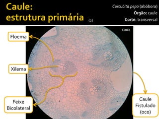 Estelo: 
Eustelo 
Curcubitapepo(abóbora) 
Órgão:caule 
Corte:transversal 
40x 
100x 
Caule 
Fistulado 
(oco) 
Feixe 
Bicolateral 
Xilema 
Floema 
(2)  