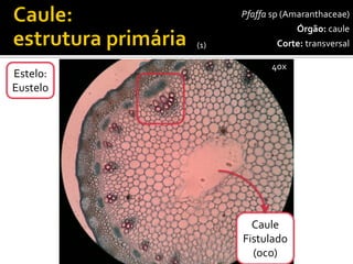 Pfaffasp(Amaranthaceae) 
Órgão:caule 
Corte:transversal 
40x 
Caule 
Fistulado 
(oco) 
(1) 
Estelo: 
Eustelo  
