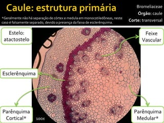 Bromeliaceae 
Órgão:caule 
Corte:transversal 
Feixe 
Vascular 
100x 
Parênquima 
Cortical* 
Estelo: 
atactostelo 
Parênquima 
Medular* 
Esclerênquima 
*Geralmente não há separação de córtex e medula em monocotiledôneas, neste caso é falsamente separado, devido a presença da faixa de esclerênquima.  