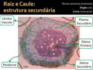 Ricinuscommunis(mamona) 
Órgão:raiz 
Corte:transversal 
Câmbio 
Vascular 
100x 
Periderme 
Floema 
Secundário 
Xilema 
Secundário 
Xilema 
Primário  