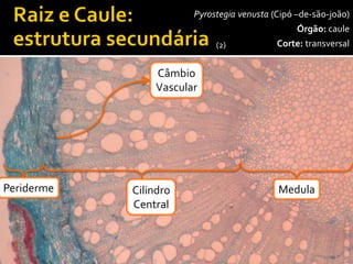 40x 
Câmbio 
Vascular 
Pyrostegiavenusta(Cipó –de-são-joão) 
Órgão:caule 
Corte:transversal 
Periderme 
Cilindro 
Central 
Medula 
(2)  