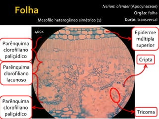 Neriumolender(Apocynaceae) 
Órgão:folha 
Corte:transversal 
400x 
Mesofilo heterogêneo simétrico (1) 
Epidermemúltipla 
superior 
Cripta 
Parênquimaclorofilianopaliçádico 
Tricoma 
Parênquimaclorofilianolacunoso 
Parênquimaclorofilianopaliçádico  