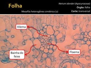 Neriumolender(Apocynaceae) 
Órgão:folha 
Corte:transversal 
400x 
Mesofilo heterogêneo simétrico (2) 
Epidermemúltipla 
superior 
Cripta 
Parênquimaclorofilianopaliçadico 
Tricoma 
Parênquimaclorofilianolacunoso 
P.C.P 
Xilema 
Floema 
Bainha do 
feixe  