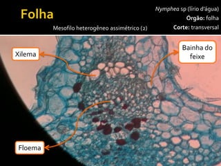 Nympheasp(lírio d’água) 
Órgão:folha 
Corte:transversal 
100x 
Mesofilo heterogêneo assimétrico (2) 
Epiderme 
superior 
Astroesclereíde 
Epiderme 
inferior 
Parênquimaclorofilianopaliçadico 
Parênquimaclorofilianolacunoso 
Xilema 
Floema 
Bainha do 
feixe  