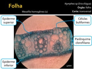 Nympheasp(lírio d’água) 
Órgão:folha 
Corte:transversal 
400x 
Mesofilo homogêneo (1) 
Epiderme 
superior 
Epiderme 
inferior 
Células 
buliformes 
Parênquima 
clorofiliano  