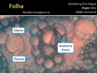 Nympheasp(lírio d’água) 
Órgão:folha 
Corte:transversal 
400x 
Mesofilo homogêneo (2) 
Epiderme 
superior 
Epiderme 
inferior 
Células 
buliformes 
Parênquima 
clorofiliano 
Xilema 
Floema 
Anatomia 
Kranz  