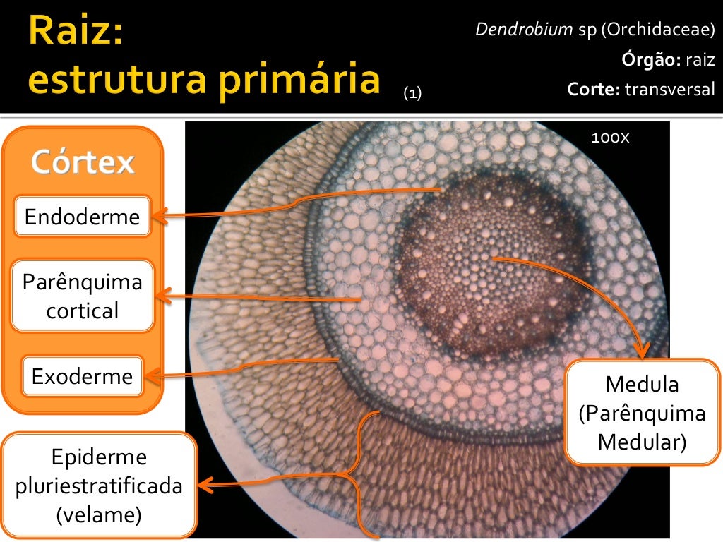 Endoderme Em Plantas: Função E Definição – SPHPVM