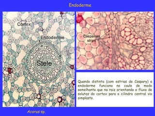 Anatomia e Organização Histológica das Estruturas Vegetativas: Raiz e ...