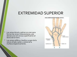 EXTREMIDAD SUPERIOR
• Las venas dorsal y palmar se unen para
formar las venas metacarpianas, que
drenan a la red venosa superficial en el
dorso de la mano.
• Las venas cefálica y basílica surgen de la
red en el lado radial y cubital de la
muñeca respectivamente.
 