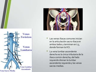 • Las venas iliacas comunes inician
en la articulación sacro-iliaca en
ambos lados y terminan en L5,
donde forman laVCI.
• La vena lumbar ascendente
derecha es la única tributaria de la
iliaca común derecha; del lado
izquierdo drenan la lumbar
ascendente izquierda y las venas
sacras medias.
 