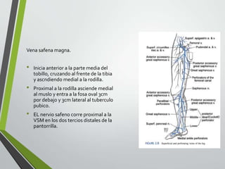 Vena safena magna.
• Inicia anterior a la parte media del
tobillo, cruzando al frente de la tibia
y ascndiendo medial a la rodilla.
• Proximal a la rodilla asciende medial
al muslo y entra a la fosa oval 3cm
por debajo y 3cm lateral al tuberculo
pubico.
• EL nervio safeno corre proximal a la
VSM en los dos tercios distales de la
pantorrilla.
 