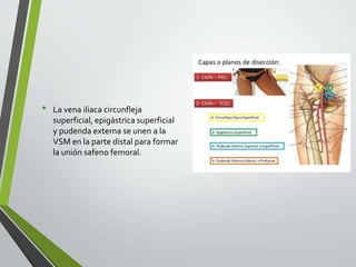 • La vena iliaca circunfleja
superficial, epigástrica superficial
y pudenda externa se unen a la
VSM en la parte distal para formar
la unión safeno femoral.
 