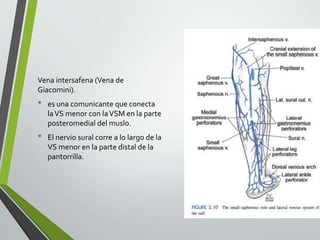 Vena intersafena (Vena de
Giacomini).
• es una comunicante que conecta
laVS menor con laVSM en la parte
posteromedial del muslo.
• El nervio sural corre a lo largo de la
VS menor en la parte distal de la
pantorrilla.
 