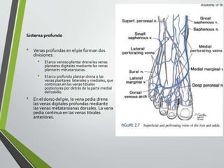 Sistema profundo
• Venas profundas en el pie forman dos
divisiones:
• El arco venoso plantar drena las venas
plantares digitales mediante las venas
plantares metatarsianas.
• El arco profundo plantar drena a las
venas plantares laterales y mediales, que
continuan en las venas tibiales
posteriores por detrás de la parte medial
del tobillo.
• En el dorso del pie, la vena pedia drena
las venas digitales profundas mediante
las venas metatarsianas dorsales. La vena
pedia continua en las venas tibiales
anteriores.
 