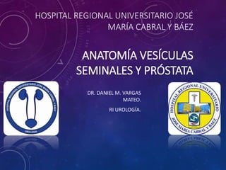 HOSPITAL REGIONAL UNIVERSITARIO JOSÉ
MARÍA CABRAL Y BÁEZ
ANATOMÍA VESÍCULAS
SEMINALES Y PRÓSTATA
DR. DANIEL M. VARGAS
MATEO.
RI UROLOGÍA.
 