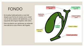 FONDO
◦ Se localiza habitualmente a nivel del
ángulo que forma el noveno arco costal
con el recto anterior del abdomen, y a la
izquierda del ángulo hepático del colon.
◦ Esta recubierto por peritoneo se extiende
mas allá de la cara inferior del hígado.
 
