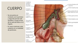 CUERPO
◦ Se encuentra en
contacto con la primera
y segunda porción del
duodeno, ocupa la fosa
de la vesícula biliar en el
hígado.
◦ En raras ocasiones, esta
cubierto en su totalidad
de peritoneo.
 