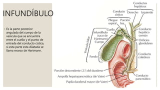 ◦ Es la parte posterior
angulada del cuerpo de la
vesícula que se encuentra
entre el cuello y el punto de
entrada del conducto cística,
si esta parte esta dilatada se
llama receso de Hartmann.
INFUNDÍBULO
 