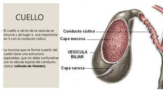 CUELLO
◦ El cuello o cérvix de la vesícula se
incurva y da lugar a una trayectoria
en S con el conducto cístico.
◦ La mucosa que se forma a partir del
cuello tiene una estructura
espiroidea, que no debe confundirse
con la válvula espiral del conducto
cístico (válvula de Heister).
 