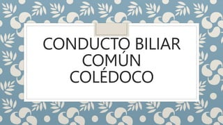 CONDUCTO BILIAR
COMÚN
COLÉDOCO
 