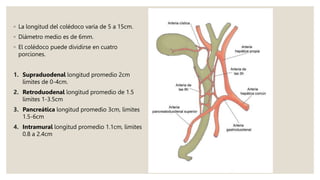◦ La longitud del colédoco varía de 5 a 15cm.
◦ Diámetro medio es de 6mm.
◦ El colédoco puede dividirse en cuatro
porciones.
1. Supraduodenal longitud promedio 2cm
limites de 0-4cm.
2. Retroduodenal longitud promedio de 1.5
limites 1-3.5cm
3. Pancreática longitud promedio 3cm, limites
1.5-6cm
4. Intramural longitud promedio 1.1cm, limites
0.8 a 2.4cm
 
