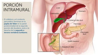 PORCIÓN
INTRAMURAL
◦ El colédoco y el conducto
pancreático terminan en la
papila de Váter en la pared
posteromedial de la segunda
porción del duodeno, justo a la
derecha de la segunda o
tercera vertebras lumbares.
 